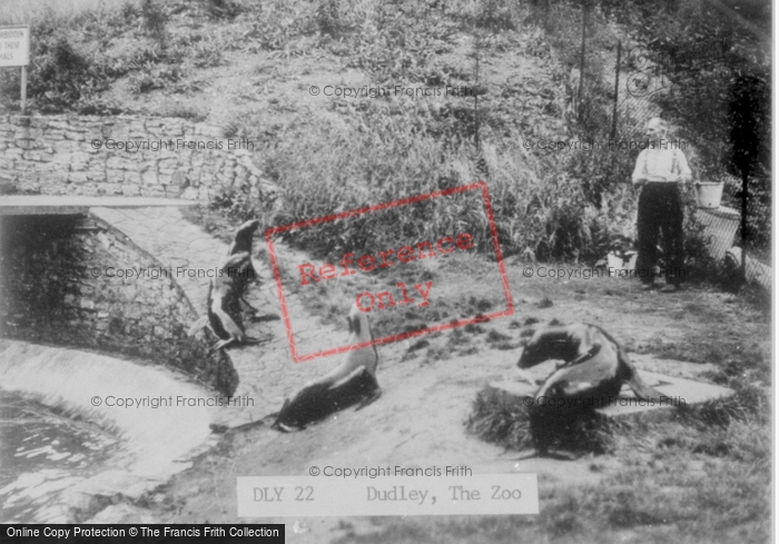 Photo of Dudley, Zoo, The Sea Lions c.1955