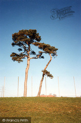 "Dancing Trees" Calside Park, Georgetown 1992, Dumfries