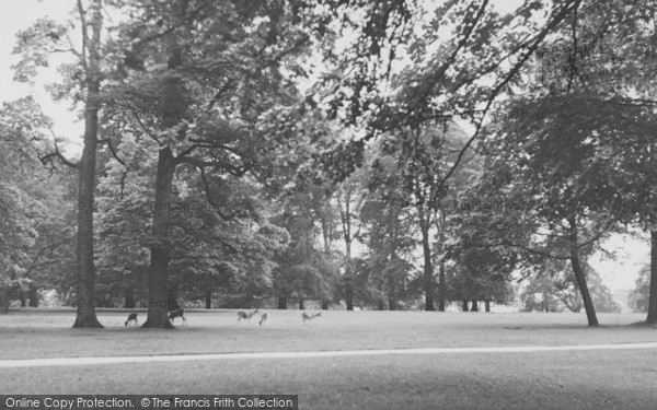 Photo of Dunham Massey, Deer In Dunham Park c.1955