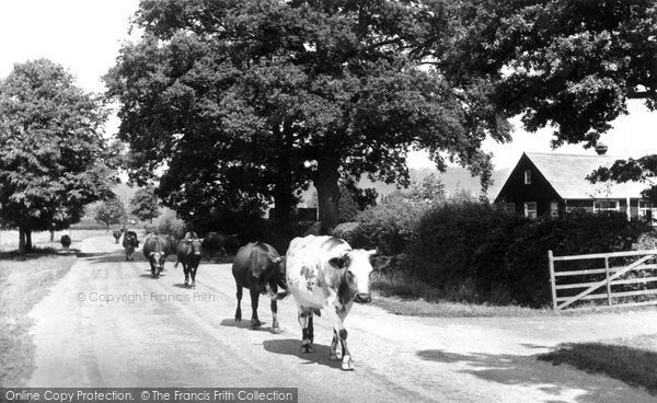 Dunsfold, Cows In The Village c.1955