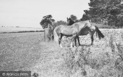 Grazing Horses c.1960, Duntisbourne Abbots