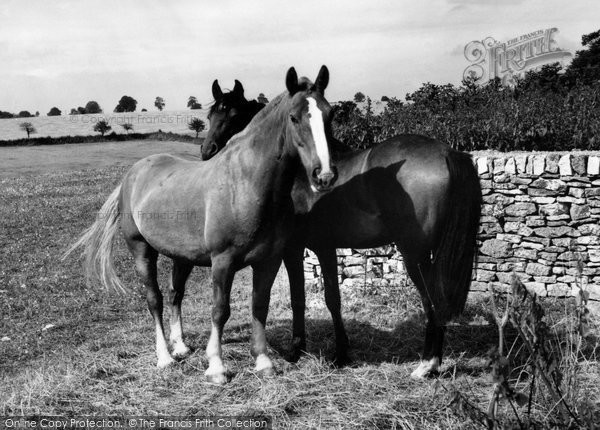 Photo of Duntisbourne Abbots, Grazing Horses c.1960