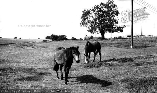Photo of Duntisbourne Abbots, Horses Grazing c.1960