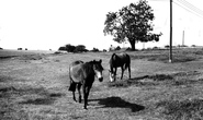 Horses Grazing c.1960, Duntisbourne Abbots