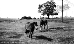 Horses Grazing c.1960, Duntisbourne Abbots