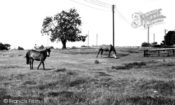 Horses Grazing c.1960, Duntisbourne Abbots