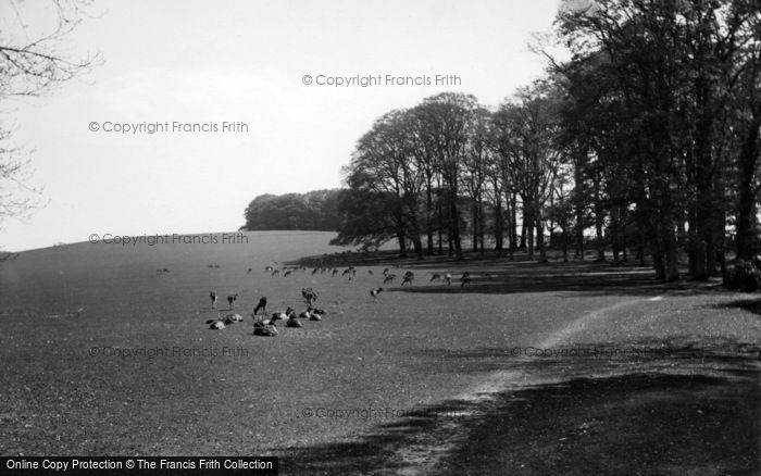 Photo of Easebourne, Deer In Cowdray Park 1938