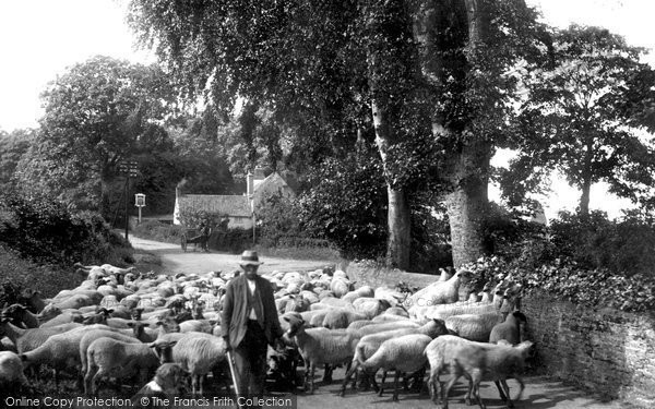 Photo of East Barsham, Sheep Going To Market 1929
