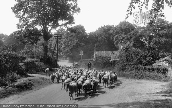 Photo of East Barsham, Sheep On The Fakenham Road 1929