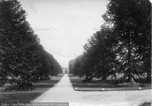 Photo of East Budleigh, Bicton House, Avenue 1890