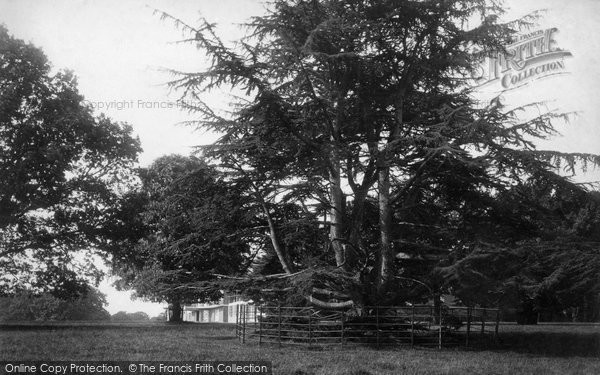 Photo of East Budleigh, Cedars At Bicton House 1890