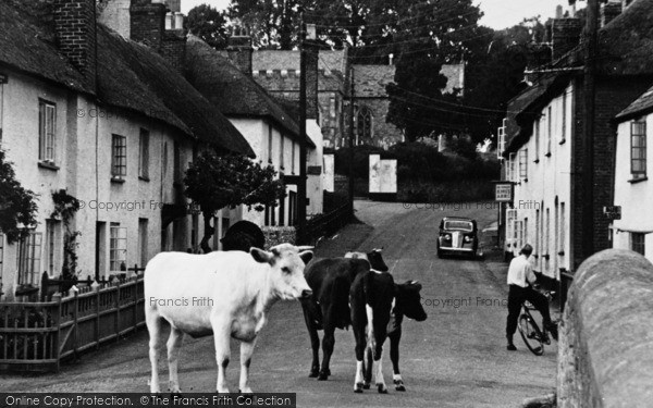 Photo of East Budleigh, Cows In High Street c.1955