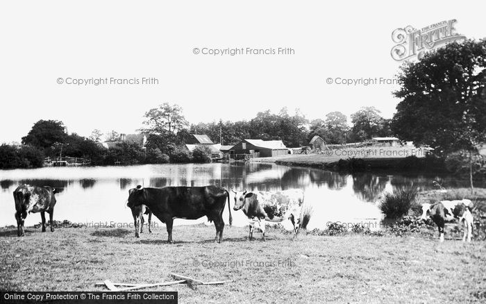 Photo of East Grinstead, Cattle By Dunnings Mill 1907