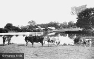 Cattle By Dunnings Mill 1907, East Grinstead