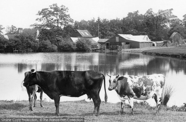 Photo of East Grinstead, Cattle By Dunnings Mill 1907