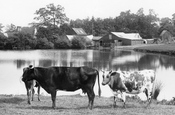 Cattle By Dunnings Mill 1907, East Grinstead