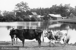 Cattle By Dunnings Mill 1907, East Grinstead