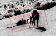 Boys And Pony On The Mountain c.1960, Ebbw Vale