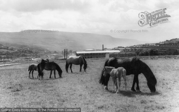 Photo of Ebbw Vale, Mountain Ponies c.1960