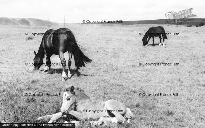 Photo of Ebbw Vale, Mountain Ponies c.1960