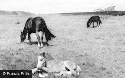 Mountain Ponies c.1960, Ebbw Vale