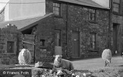 Sheep In The Town 1962, Ebbw Vale