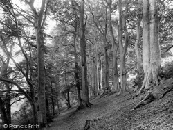 Walk In Beech Woods 1922, Edgehill