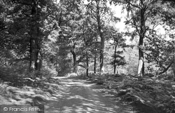 In Sherwood Forest c.1955, Edwinstowe