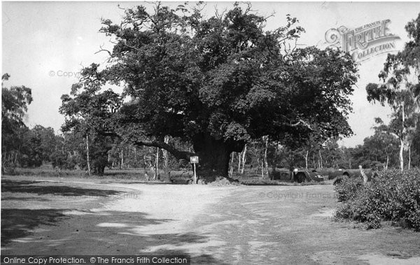 Photo of Edwinstowe, Major Oak, Sherwood Forest, 1500 Years Old c.1955