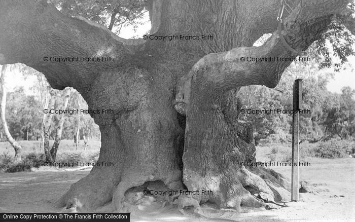 Photo of Edwinstowe, Major Oak, Sherwood Forest, 1500 Years Old c.1955