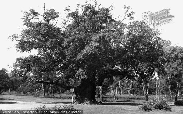 Photo of Edwinstowe, Major Oak, Sherwood Forest c1955