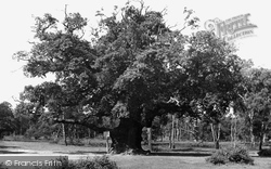 Edwinstowe, Major Oak, Sherwood Forest c1955