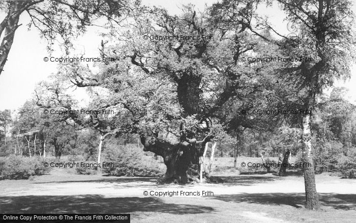 Photo of Edwinstowe, Major Oak, Sherwood Forest c.1960