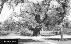 Major Oak, Sherwood Forest c.1960, Edwinstowe