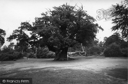 Major Oak, Sherwood Forest c.1960, Edwinstowe