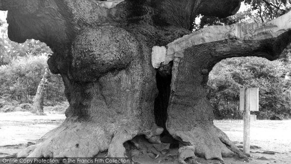 Photo of Edwinstowe, The Major Oak, Sherwood Forest c.1960