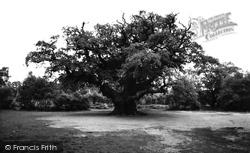 The Major Oak, Sherwood Forest c.1960, Edwinstowe