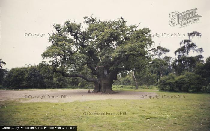 Photo of Edwinstowe, The Major Oak, Sherwood Forest c.1965