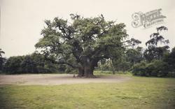 The Major Oak, Sherwood Forest c.1965, Edwinstowe