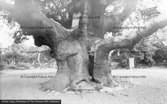 Photo of Edwinstowe, The Major Oak, Sherwood Forest c.1965