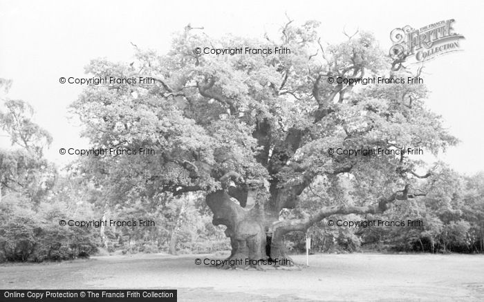 Photo of Edwinstowe, The Major Oak, Sherwood Forest c.1965