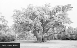 The Major Oak, Sherwood Forest c.1965, Edwinstowe