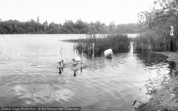 Photo of Ellesmere, Swans On The Mere c.1955