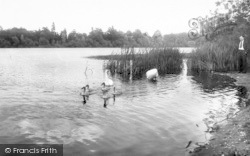 Swans On The Mere c.1955, Ellesmere