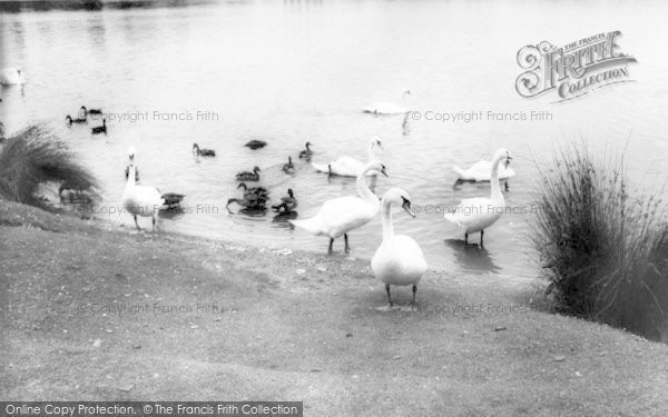 Photo of Ellesmere, Swans On The Mere c.1960