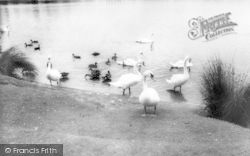 Swans On The Mere c.1960, Ellesmere
