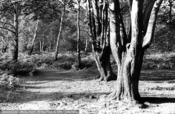 Photo of Epping, Forest c.1960
