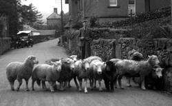 Flock Of Sheep, Bow Fell 1932, Eskdale Green