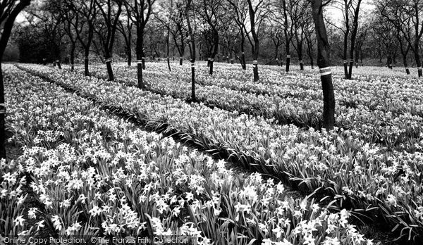 Photo of Evesham, Daffodils c.1955
