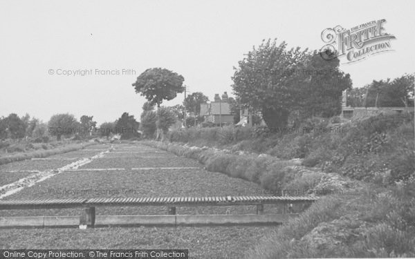 Photo of Ewelme, The Watercress Beds c.1950